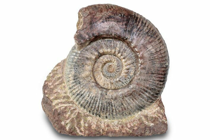 Toarcian Ammonite (Hammatoceras) Fossil - France #279282